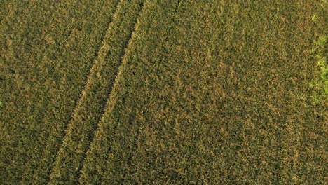 beautiful drone view of rice fields north of italy,lombardy