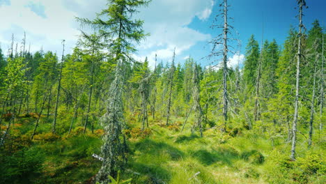 Spaziere-Entlang-Des-Wunderschönen-Unberührten-Orts-Auf-Dem-Sumpf-Pov-Ideo