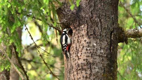 Great spotted woodpecker feeds chick at tree nest in lush green forest. Parent bird delivers insect to nestling at natural pace in calm woodland