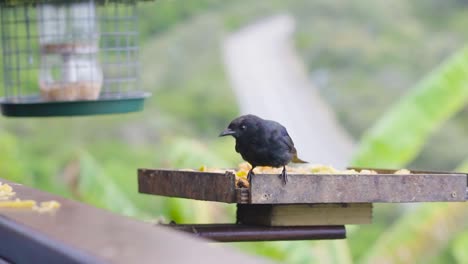 Vögel-Essen-Ihr-Frühstück-In-Der-Wildnis,-Südafrika