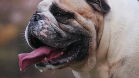 disparo gracioso de un bulldog de pie y jadeando fuertemente