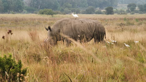 white rhino with cattle egret on back walks through dry grass in rietvlei nature reserve