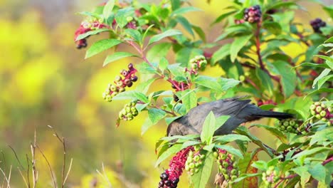 Ein-Catbird,-Der-In-Einem-Beerenbusch-Sitzt-Und-Beeren-Isst