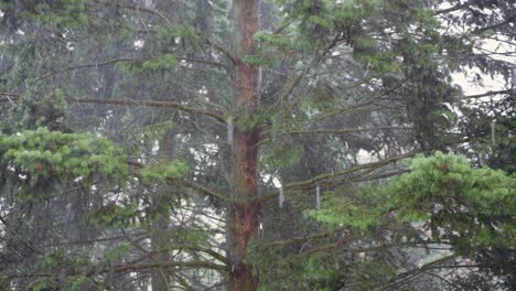 static close-up view of a coniferous tree during a storm