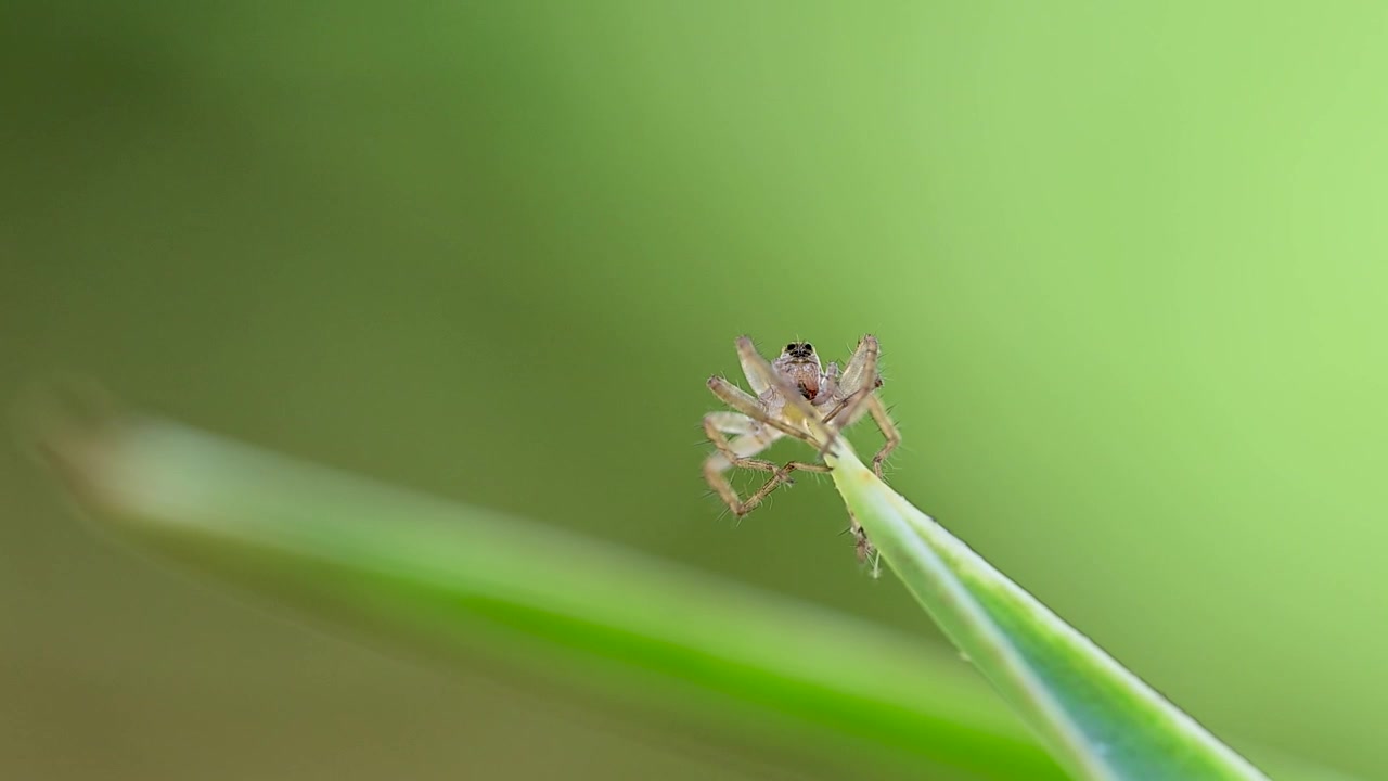 Primo piano di una scena naturalistica con un piccolo ragno che riposa su una fresca vegetazione verde.