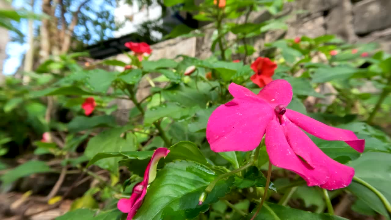 una planta con flores de flor de bálsamo o impatiens balsamina que es rosada, sus hojas son verdes