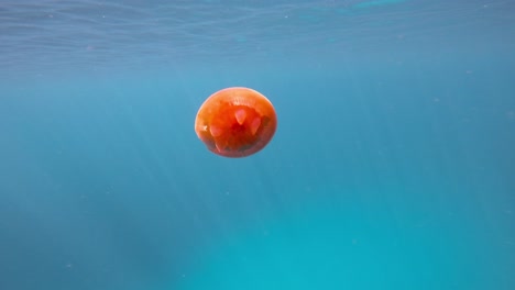 a jellyfish gracefully floating near the surface