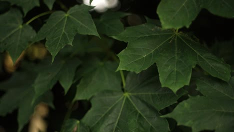 panning over sycamore leaves filmed on a vintage lens