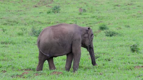 Los-Elefantes-Asiáticos-Son-Especies-En-Peligro-De-Extinción-Y-También-Son-Residentes-De-Tailandia