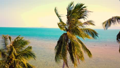 Tropical-sand-beach-with-palm-trees-in-sunset,-sunrise,-aerial-dolly-shot-flying-through-the-trunks,-wild-pristine-beach-in-Hawaii