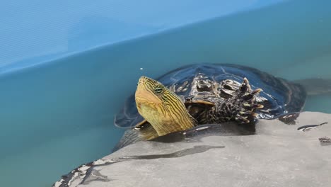 tortuga en el agua