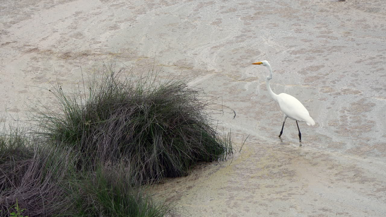 Great Egret hunts in shallow waters of Playa Blanca Panama