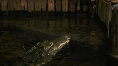 nile crocodile stalking around a boat dock