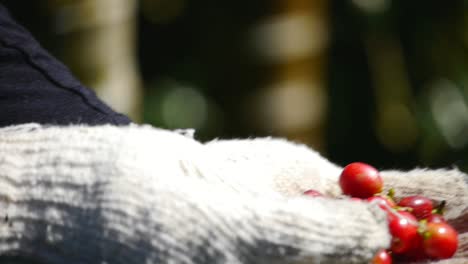 Close-shot-of-freshly-picked-coffee-beans-being-showcased-by-fruit-picker