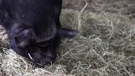 Nahaufnahme-Eines-Schwarzen-Schweins,-Das-Heuhaufen-Frisst