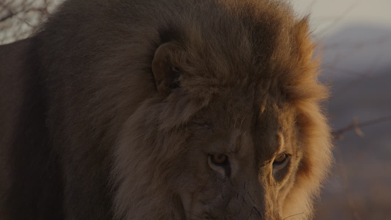 cerca de la melena y la cara del león macho