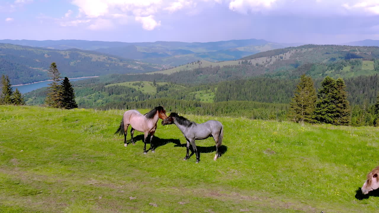 caballos en la cima de la toma aérea de la montaña