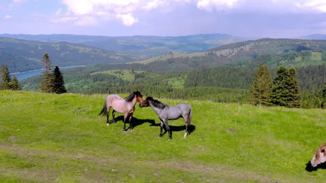 horses on top of the mountain aerial shoot