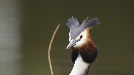 great crested grebe portrait