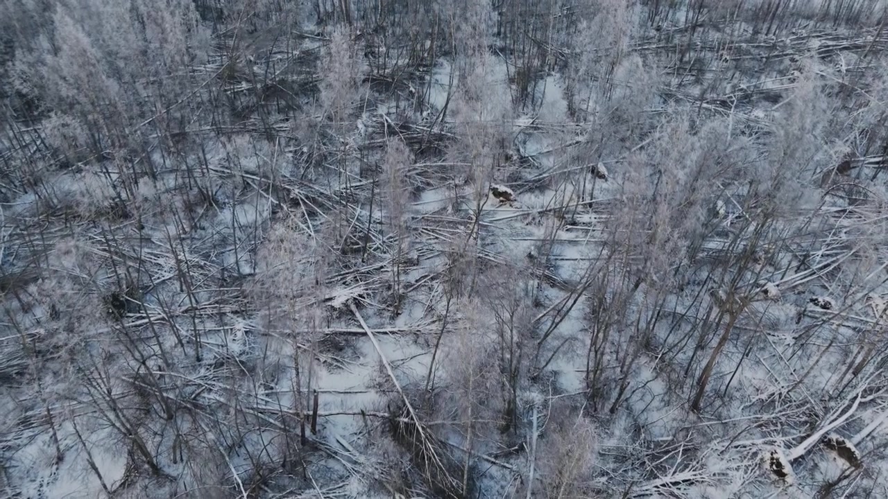 Drone scivola lentamente sopra una foresta alluvionale ghiacciata, motivi invernali incontaminati.