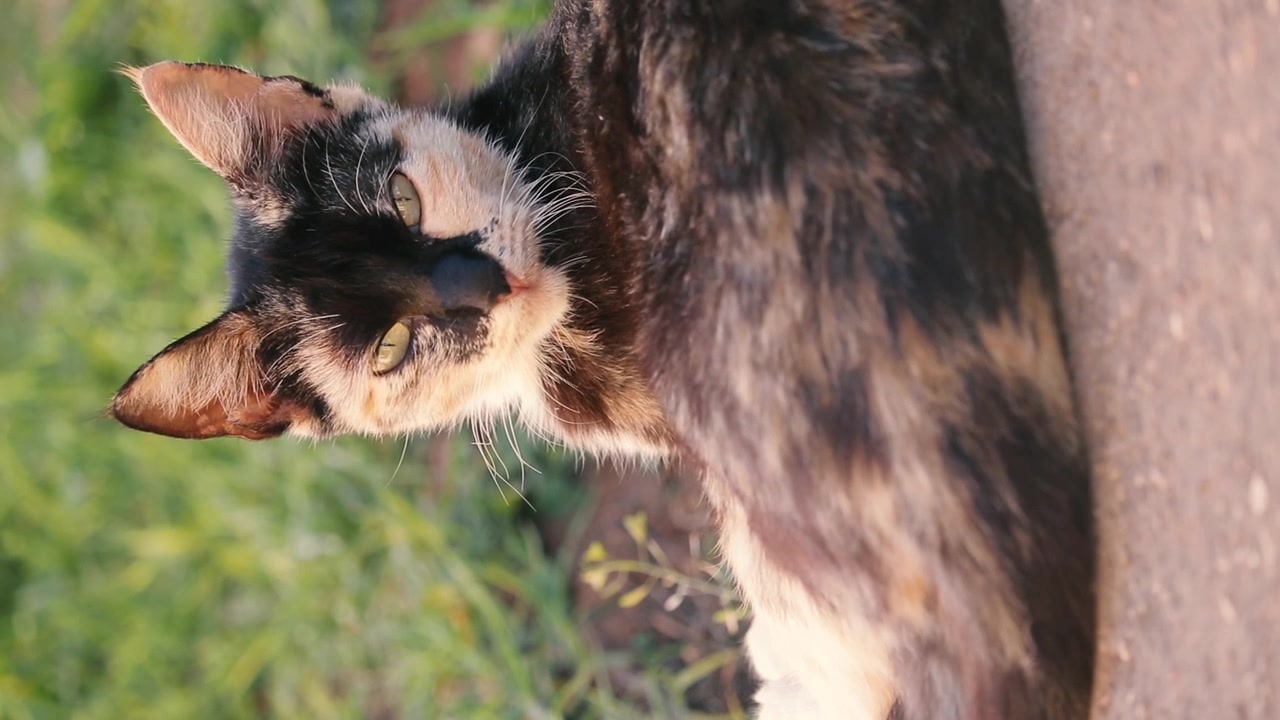 Domestic cat dozing off in the afternoon