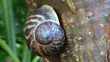 un primer plano de un caracol de jardín británico colgando del tronco de un árbol de laburnum