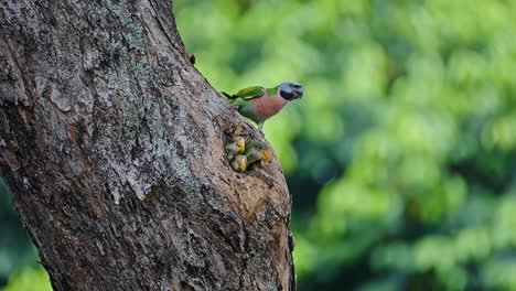 red-breasted parakeet feeds newborn in their nest in a tree hole. selective focus shot