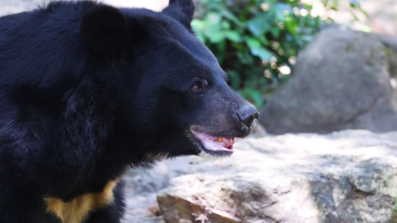 el perfil del oso negro