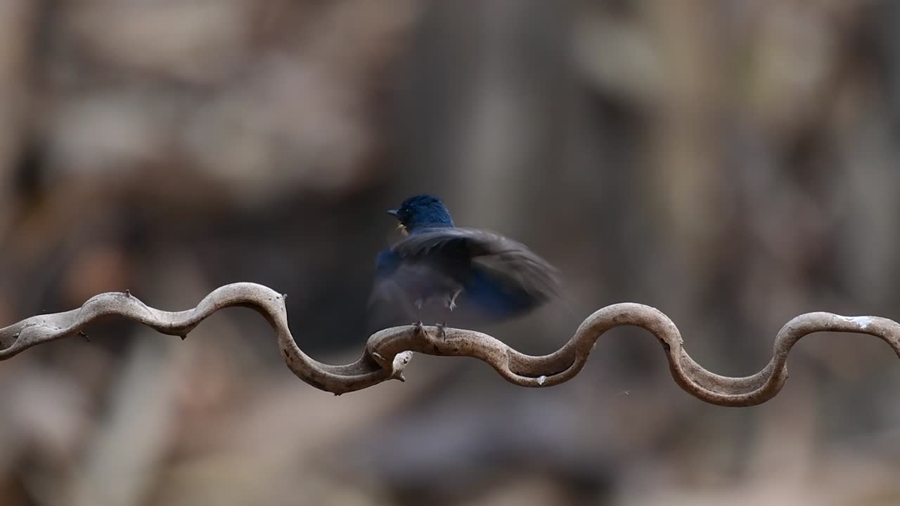 el papamoscas azul de indochina se encuentra en los bosques de las tierras bajas de tailandia, conocido por sus plumas azules y su pecho de naranja a blanco