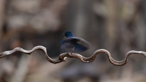 el papamoscas azul de indochina se encuentra en los bosques de las tierras bajas de tailandia, conocido por sus plumas azules y su pecho de naranja a blanco