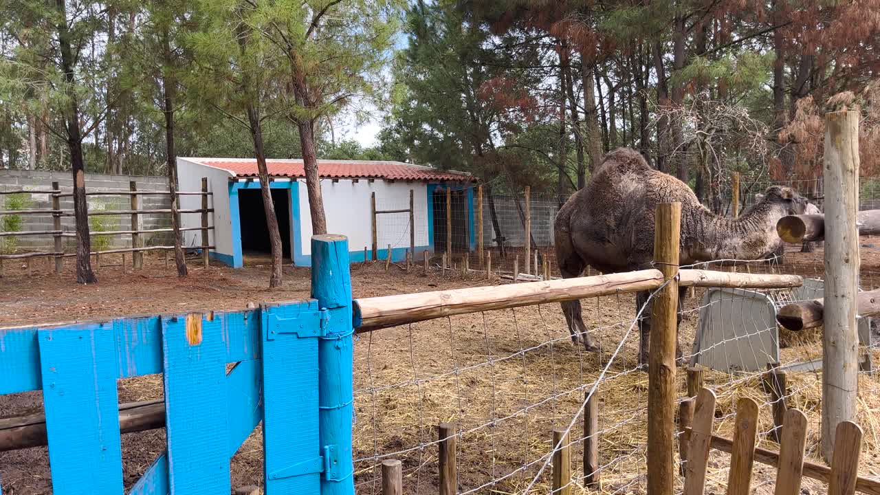 vista de cerca del dromedario comiendo en su establo en una granja en portugal