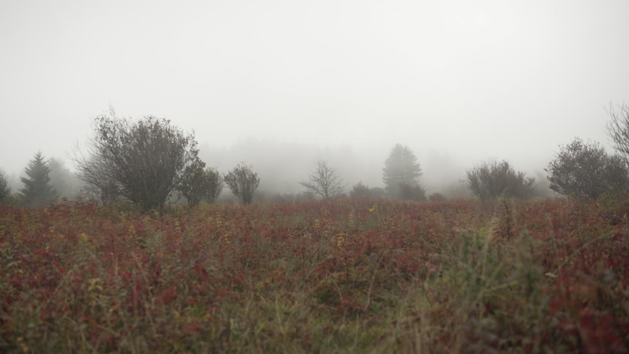 고요 한 산 들 속 에 자리 잡은 밀집 한 안개 숲 과 초원 의 매력적 인 분위기 를 포착 한다