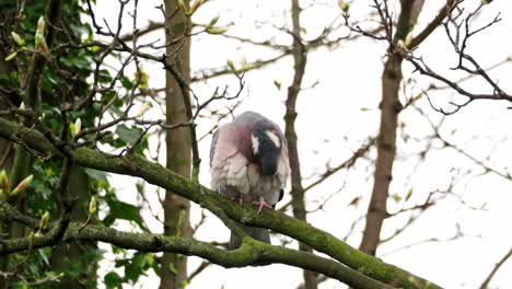 Single-wild-wood-pigeon-sitting-high-up-in-a-Sycamore-tree,-preening,-cleaning-its-feathers