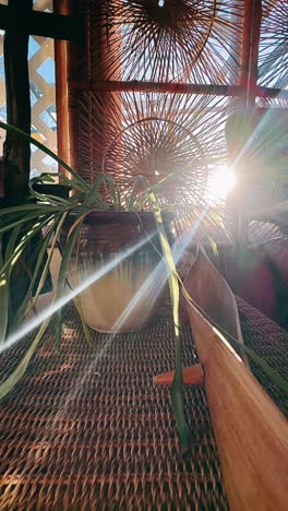 sunlight streams through a sunlit plant in a wicker corner