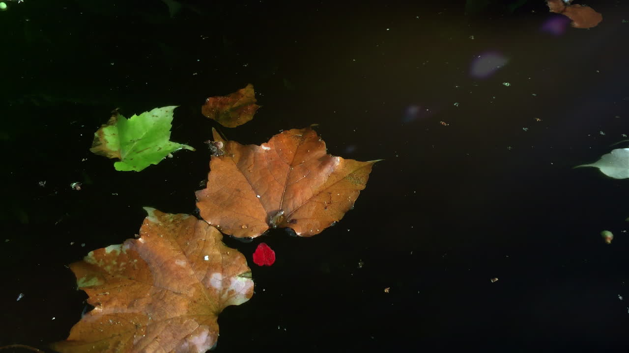 Foglie autunnali nell'acqua. Primo piano.