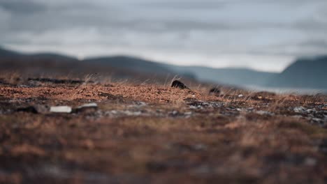 A-close-up-of-the-withered-thin-blades-of-grass-trembling-in-the-wind