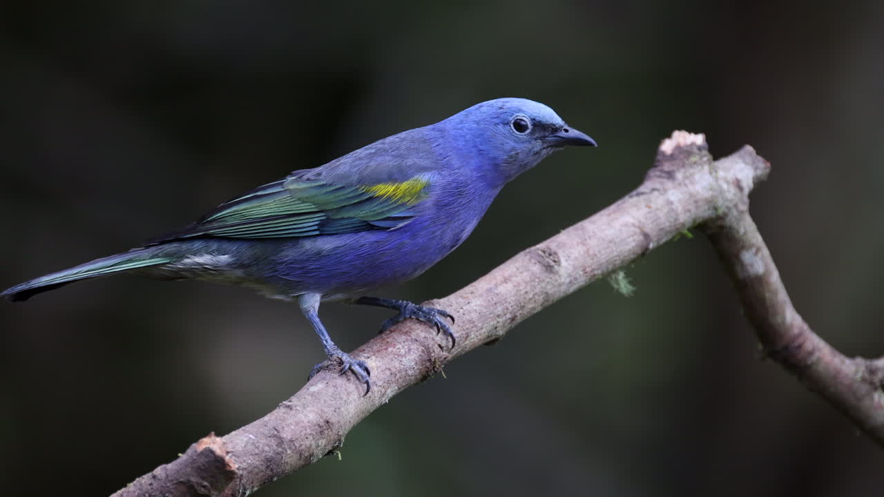 열대 우림 황금 셰브론 타나거 브라질