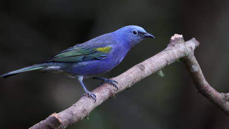 Tangara-De-Oro-De-La-Selva-Tropical-En-Brasil