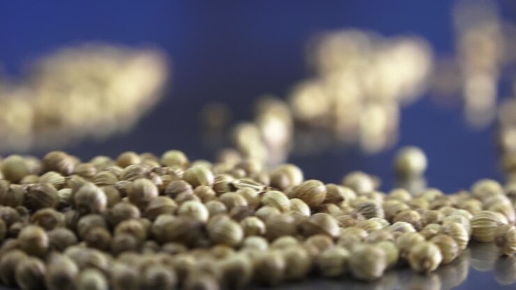 Coriander seeds on the table close-up