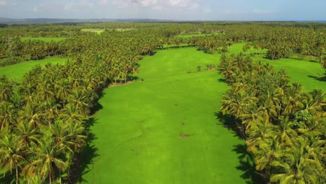 vuelo panorámico sobre campos de hierba verde junto a palmeras tropicales hacia la cordillera en el fondo, nagua, república dominicana, aproximación aérea aérea