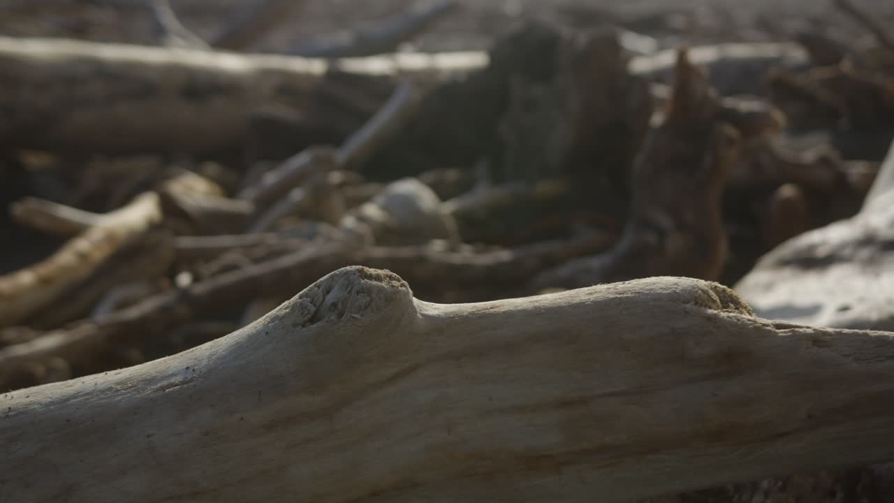 Tronchi d'albero caduti naturalmente creano una serena vista boschiva all'aperto.