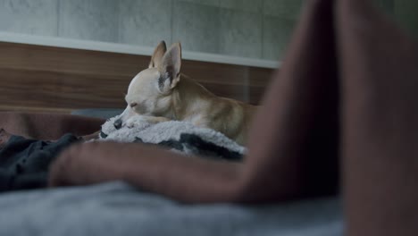 a tired chihuahua is lying in bed