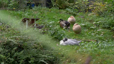 Patos-Domésticos-En-La-Hierba-Durante-El-Día-En-Suecia