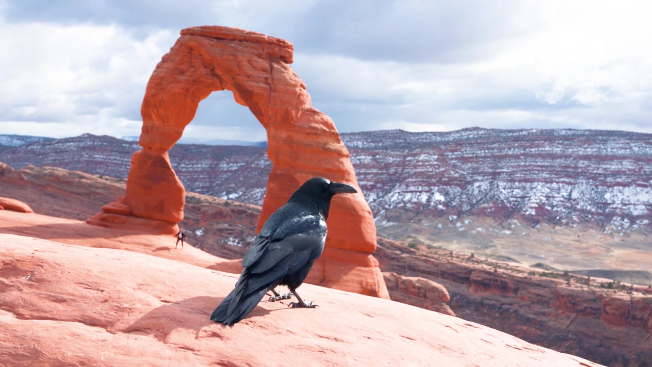 Lähikuva korpista seisomassa kalliolla Delicate Archen edessä Utahissa, kun se katselee ympärilleen etsien ruokaa.