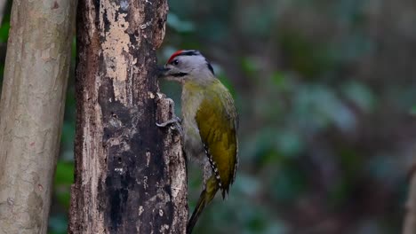 El-Pájaro-Carpintero-De-Cabeza-Gris-También-Se-Llama-Pájaro-Carpintero-De-Cara-Gris-Se-Encuentra-En-Muchos-Parques-Nacionales-En-Tailandia-Y-Es-Muy-Particular-En-La-Elección-De-Su-Hábitat-Para-Que-Prospere