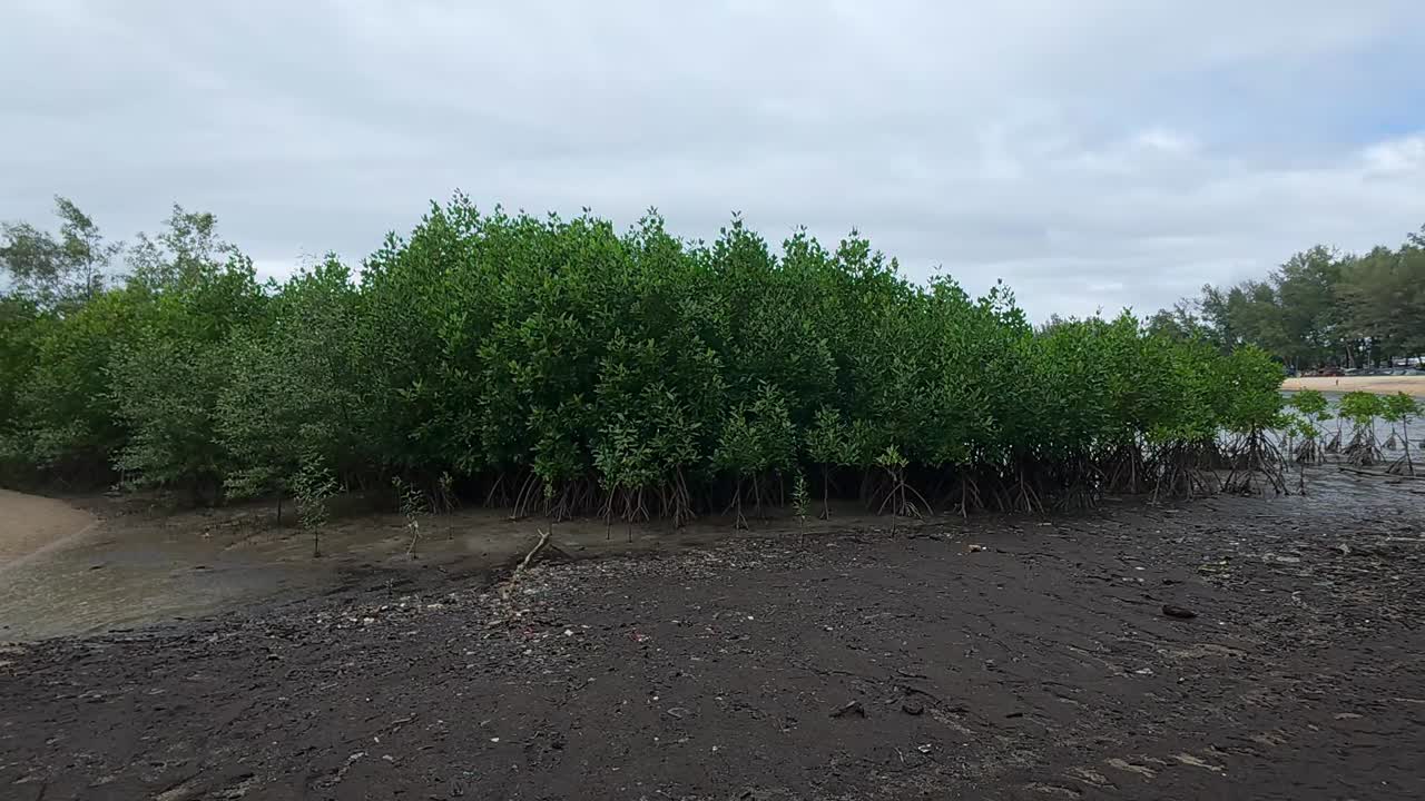 A tropical mangrove forest along a coastal shoreline, home to diverse wildlife and a natural barrier against coastal erosion.