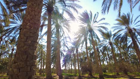 Plantación-De-Palmeras-Datileras-Deglet-Nour-Con-Rayos-De-Sol-En-La-Región-De-Biskra-Argelia