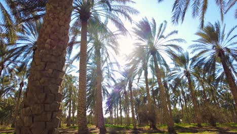plantación de palma de dátiles deglet nour con rayos de sol en la región de biskra argelia