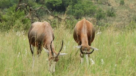 bontebok antelope pair grazing in tall grass in a south african field, beautiful wild life of africa