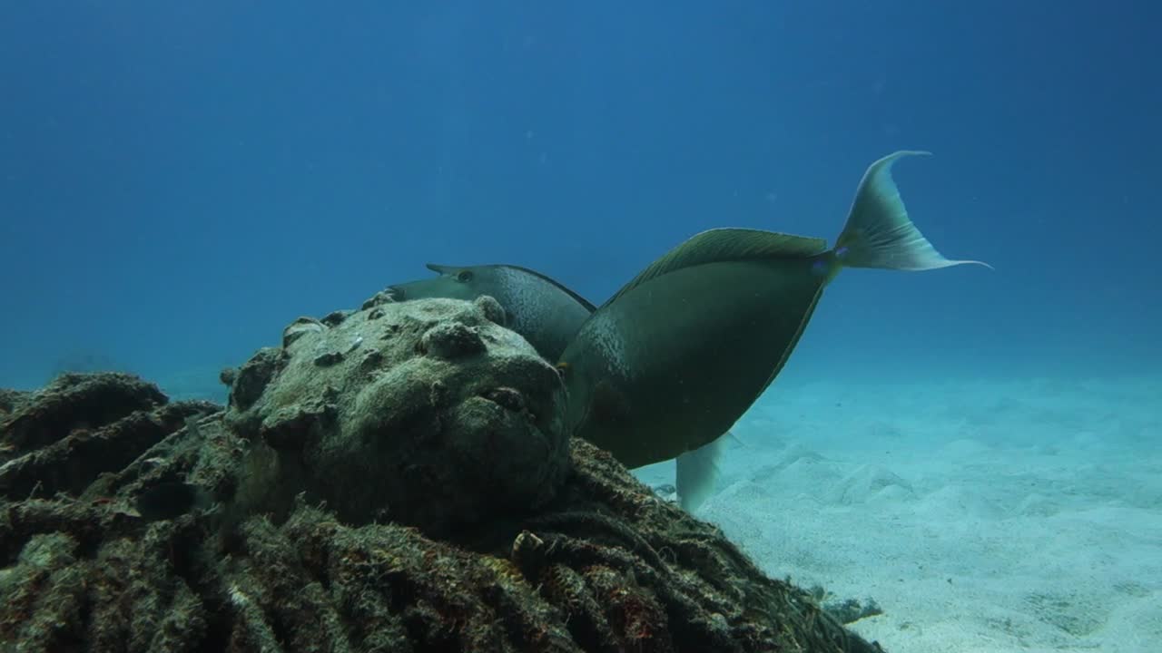 Orangespine Unicornfish Pair Graze Algae on Shallow Scuba Diving Site